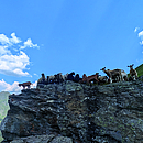„Die Almen am Scheideweg – Ertragsmaximierung oder Klimavorreiter?" „Die Almen am Scheideweg – Ertragsmaximierung oder Klimavorreiter?"
